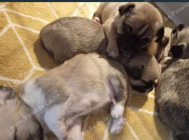 Chihuahua puppies