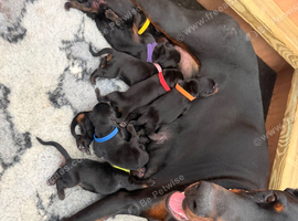Beautiful Doberman puppies