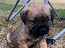 Border terrier puppies