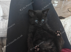 Beautiful black British short hair male kitten with the friendliest most affectionate personality last kitten on the litter looking for a loving home