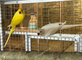 Breeding pair Ringnecks