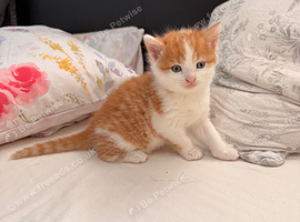 Kittens