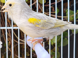 Stunning Canaries - Reds, Norwich, Lizards, Agate, Grey wing