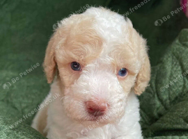 Beautiful Cavapoo pups