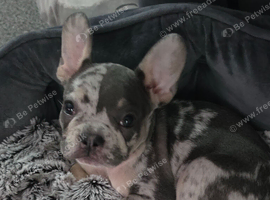 Female frenchy puppy 8 weeks old