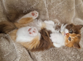 Pedigree British Longhair kittens TICA registered