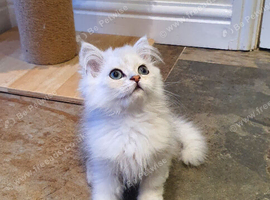 Beautiful Pedigree Chinchilla Persian Kitten.