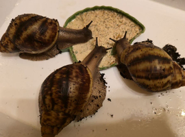 Two Archachatina Marginata Ovum for Sale