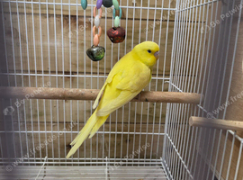 Gorgeous yellow Baby Female Budgie