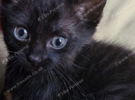 LAST Melanistic Savannah kitten &pound;200 boy