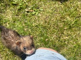 Baby Ferrets