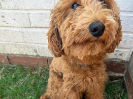 Cockapoo male