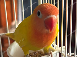 Cute young lovebirds