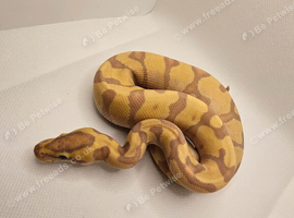 Pastel enchi coral glow hypo ball python