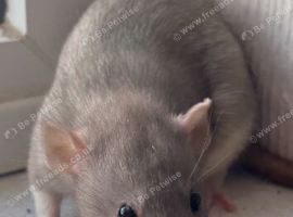 Two baby female rats