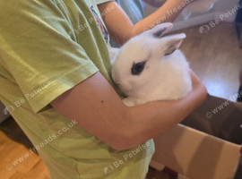 Bunnies