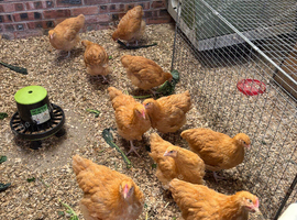 Pure buff Orpington&rsquo;s