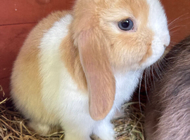 Beautiful girl 9wks Holland/ mini lop