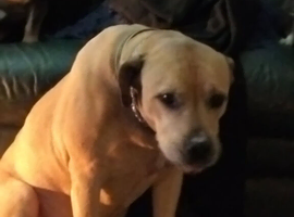 Mastiff cross Labrador