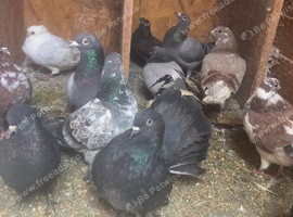 Pigeons