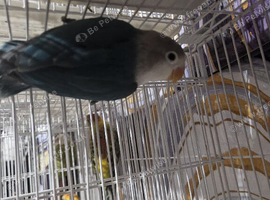 Dna lovebirds