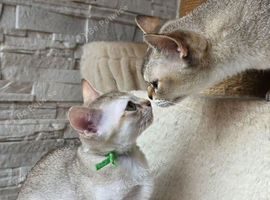 Stunning singapura kittens