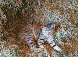 Bengal boy 10 weeks old Ready now