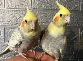 Stunning baby hand reared cockatiels