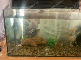 2 fish tanks bare no equipment