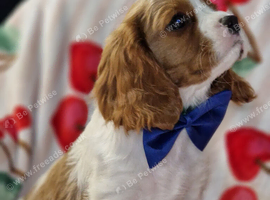 Cavalier King Charles Spaniel!