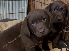 Labrador puppies