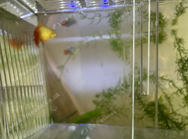 Orange Platy Fish.