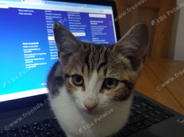 Healthy 3‑month‑old male kitten &mdash; ready for collection