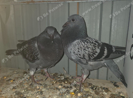 Pigeons