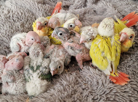 Super tame fully hand reared baby's