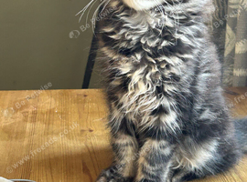 Beautiful Mainecoon kitten( Active)