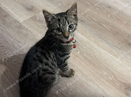 Kittens for sale