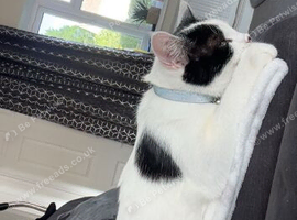 2 female cats