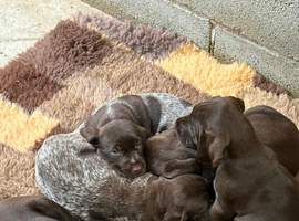 3 Beautiful Pointer Puppies