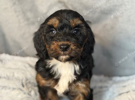Cockapoo Puppies looking for there forever home