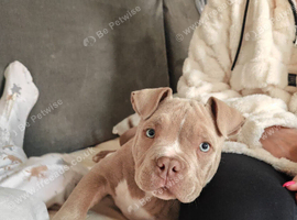 Pocket bully puppy