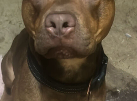 Beautiful boy for sale