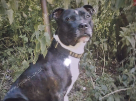 Looking for a male Staffordshire bull terrier