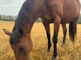 15.2 Bay Mare