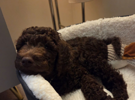 Chocolate Standard Poodle Boy