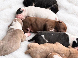 Beautiful littler of puppies
