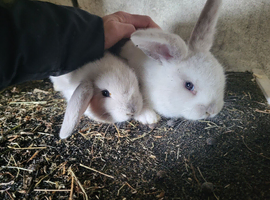 Pure mini lop male