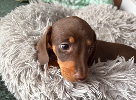 4 female dachshunds