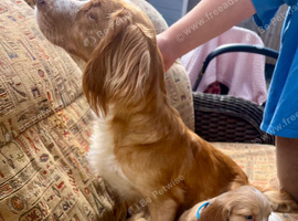 Cocker spaniels ready now