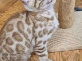 6x 4month old bengal kittens
